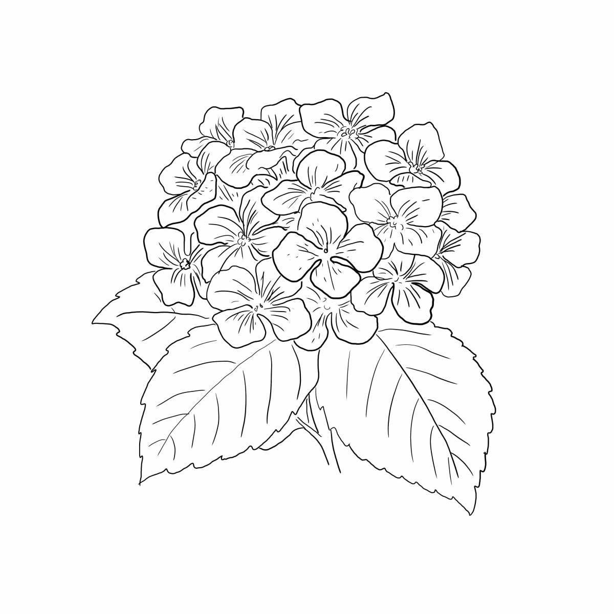 Delicate coloring hydrangea