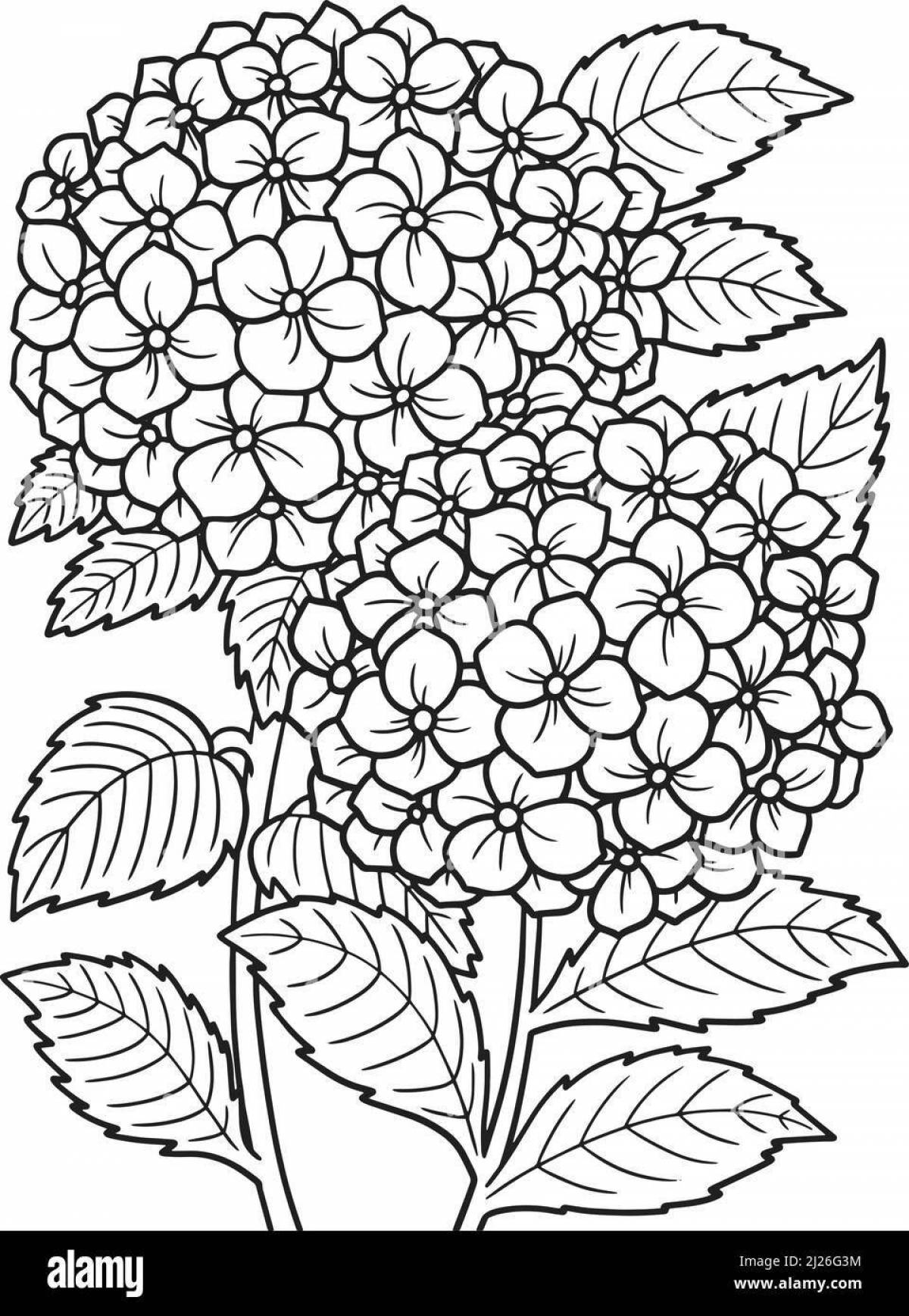 Gorgeous coloring hydrangea
