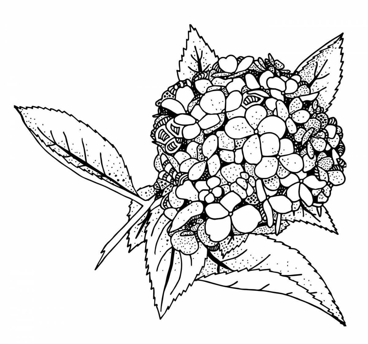 Coloring sublime hydrangea