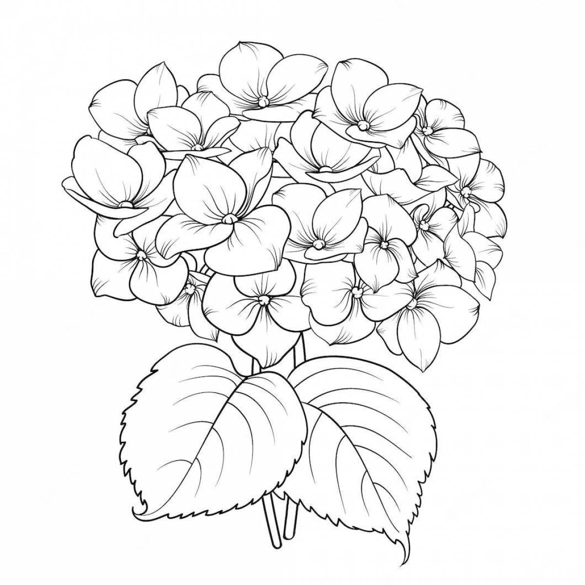 Exotic coloring hydrangea