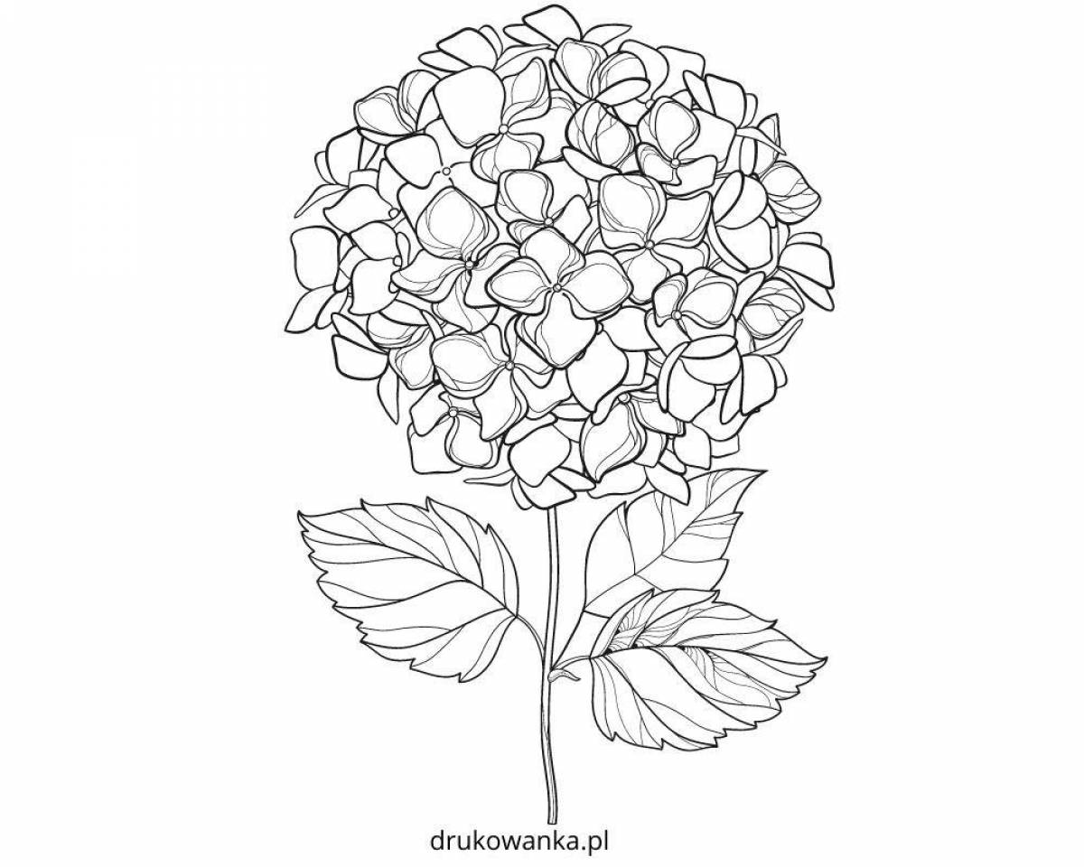 Large coloring hydrangea