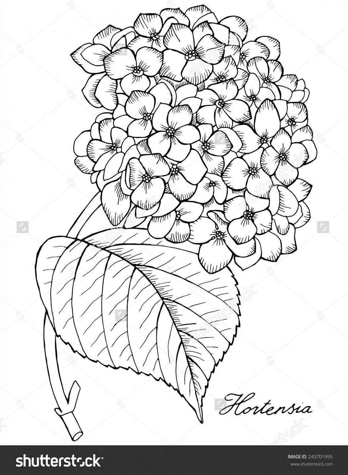 Раскраска гортензия цветок
