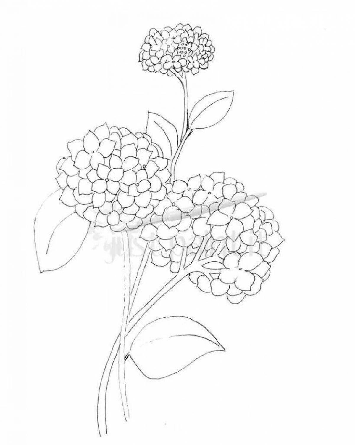 Fancy coloring hydrangea