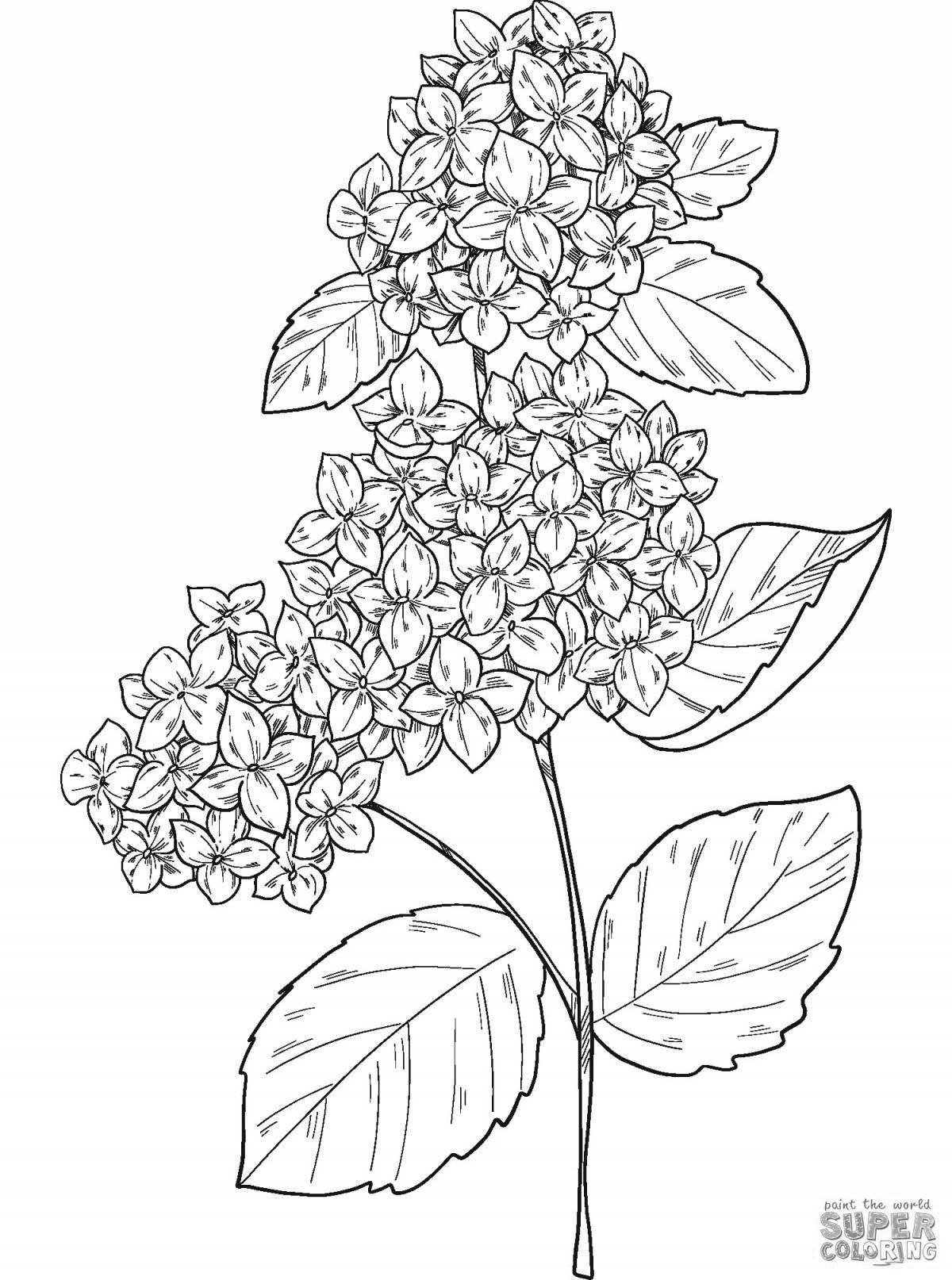 Poetic coloring hydrangea