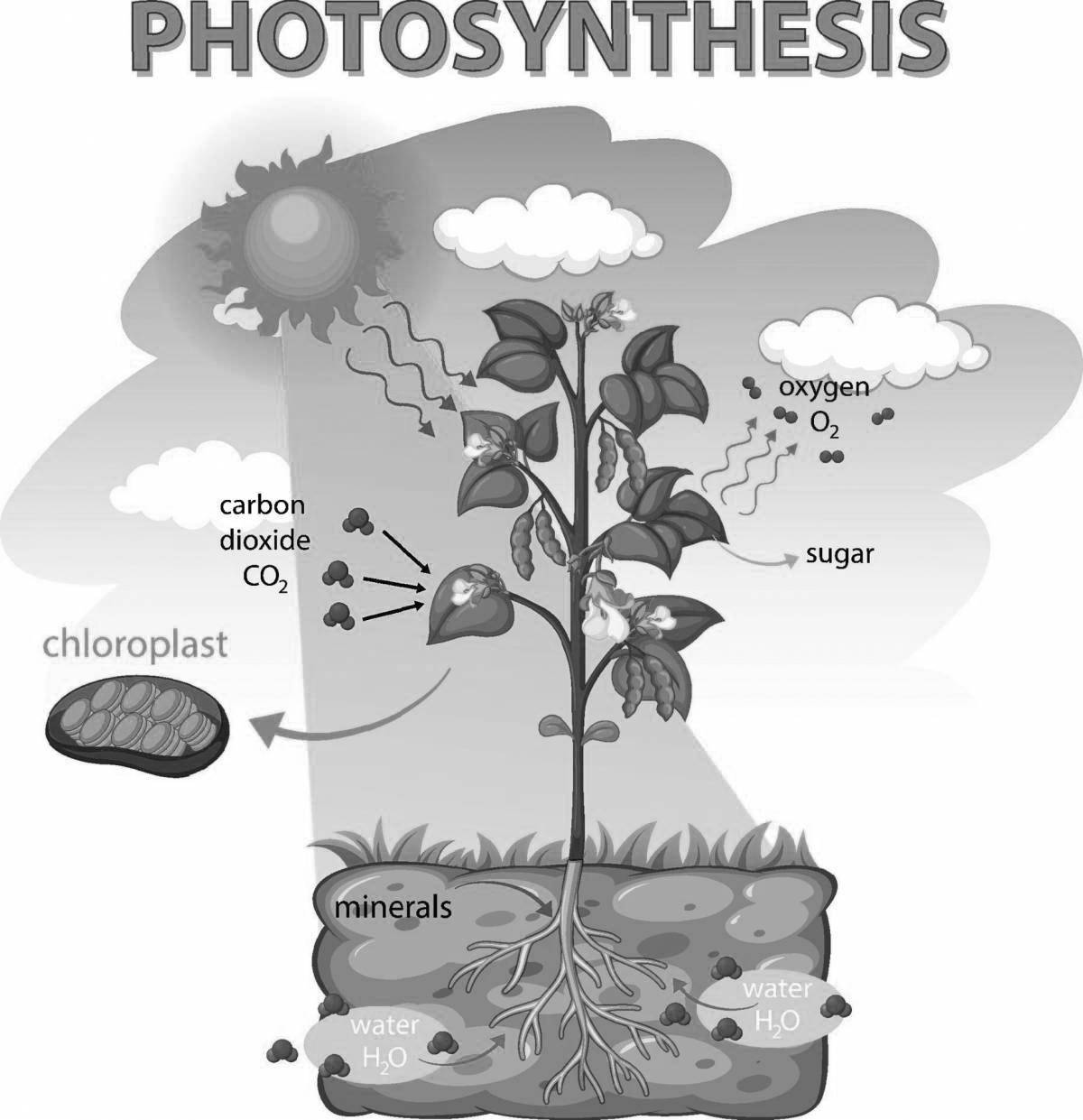 Colorful coloring photosynthesis