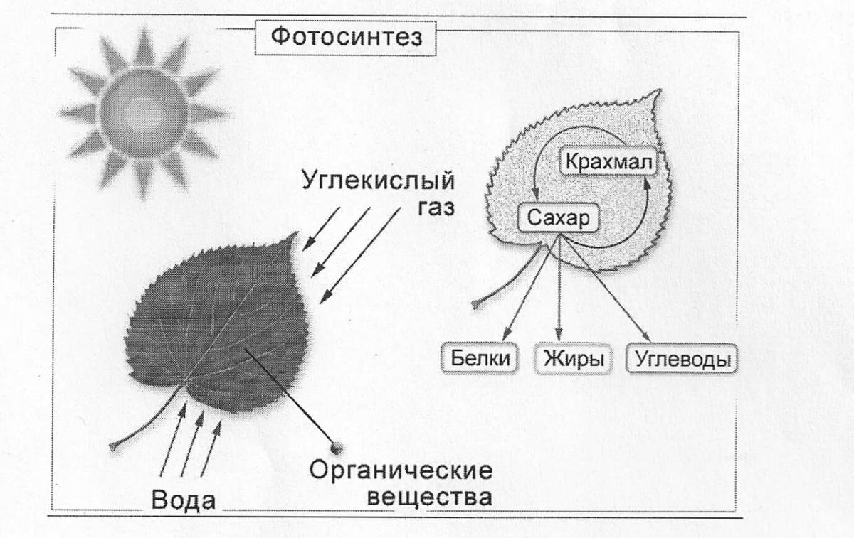 Photo Luminous coloring photosynthesis