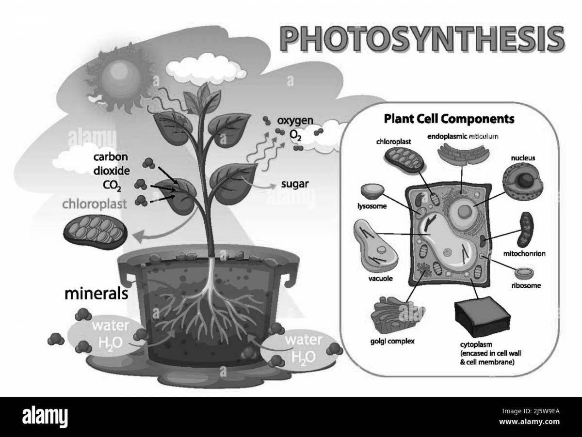 Radiant coloring page photosynthesis