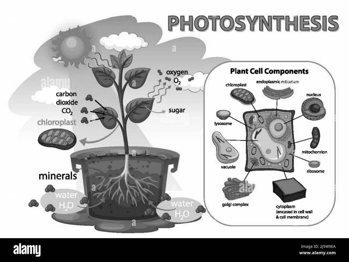 Radiant coloring page фотосинтез