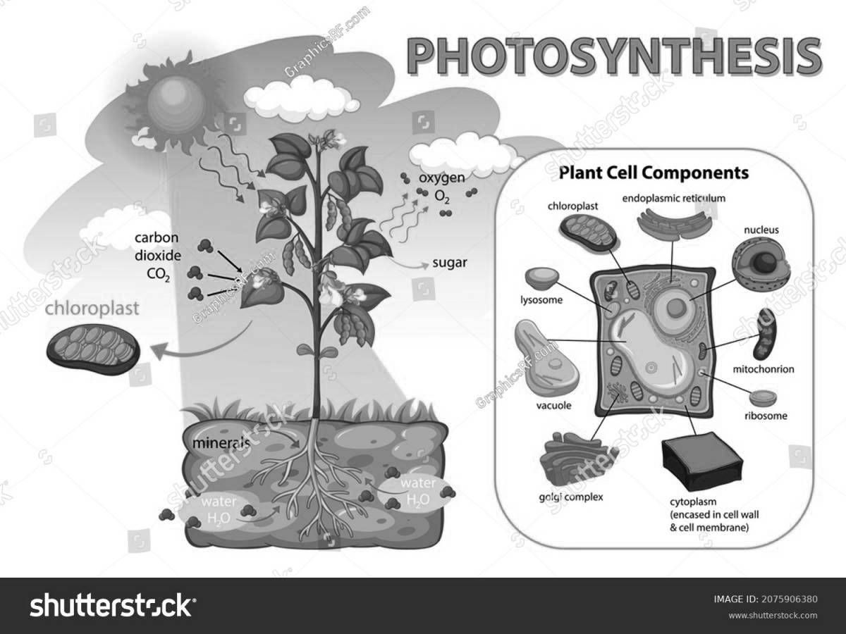 Animated photosynthesis coloring book