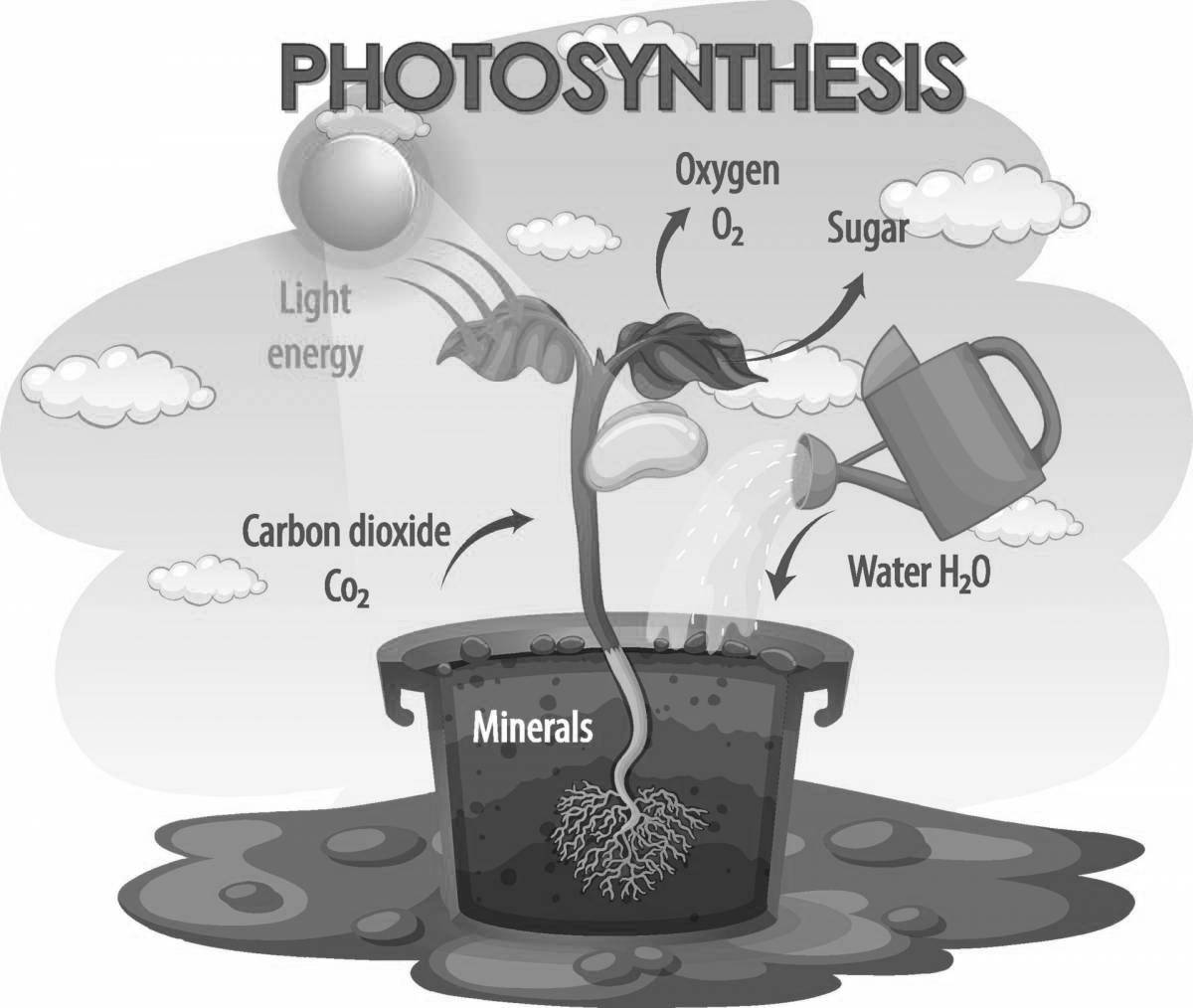 Fun photosynthesis coloring book