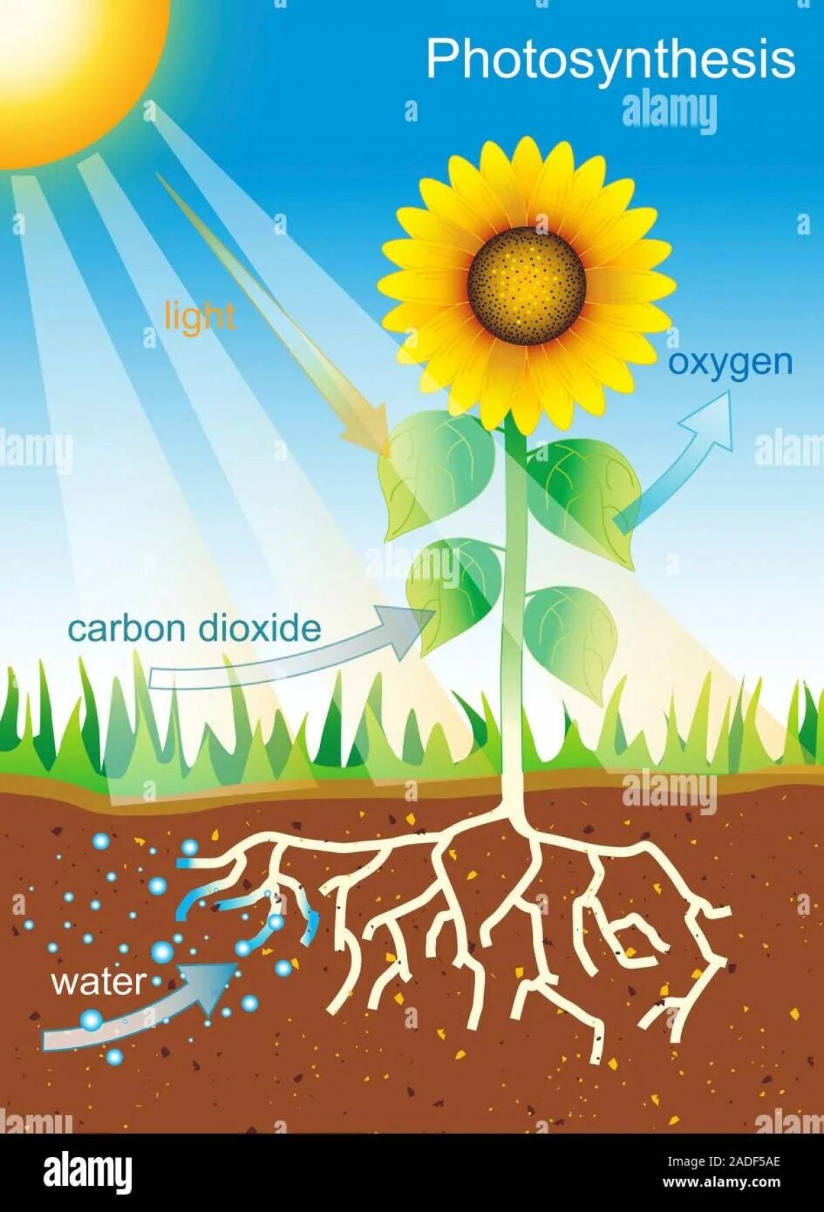 Glitter coloring photosynthesis