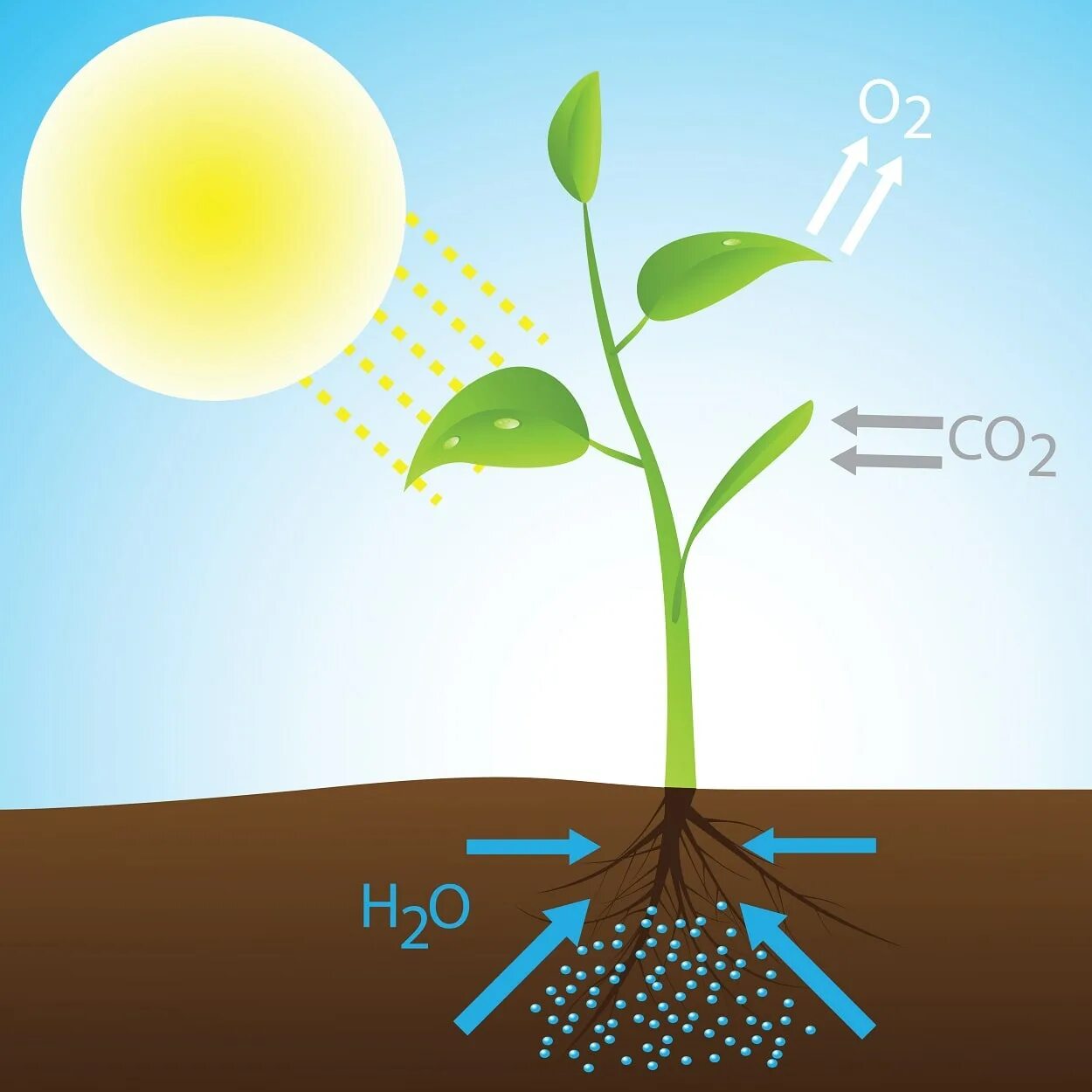 Photo Radiant coloring photosynthesis