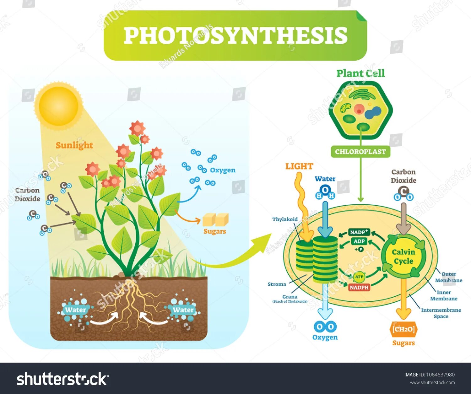 Величественная раскраска фотосинтез