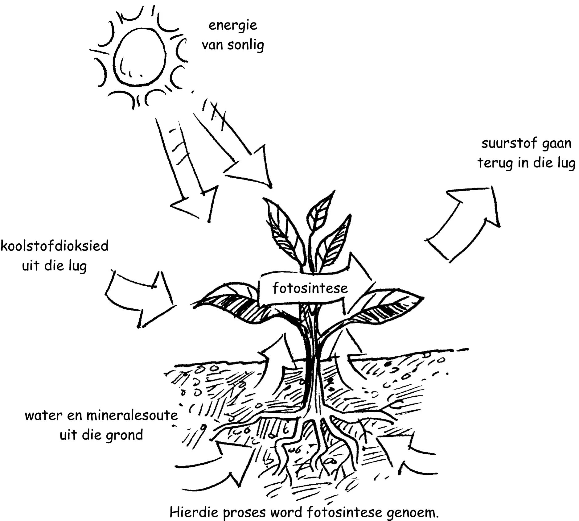 Gentle coloring photosynthesis