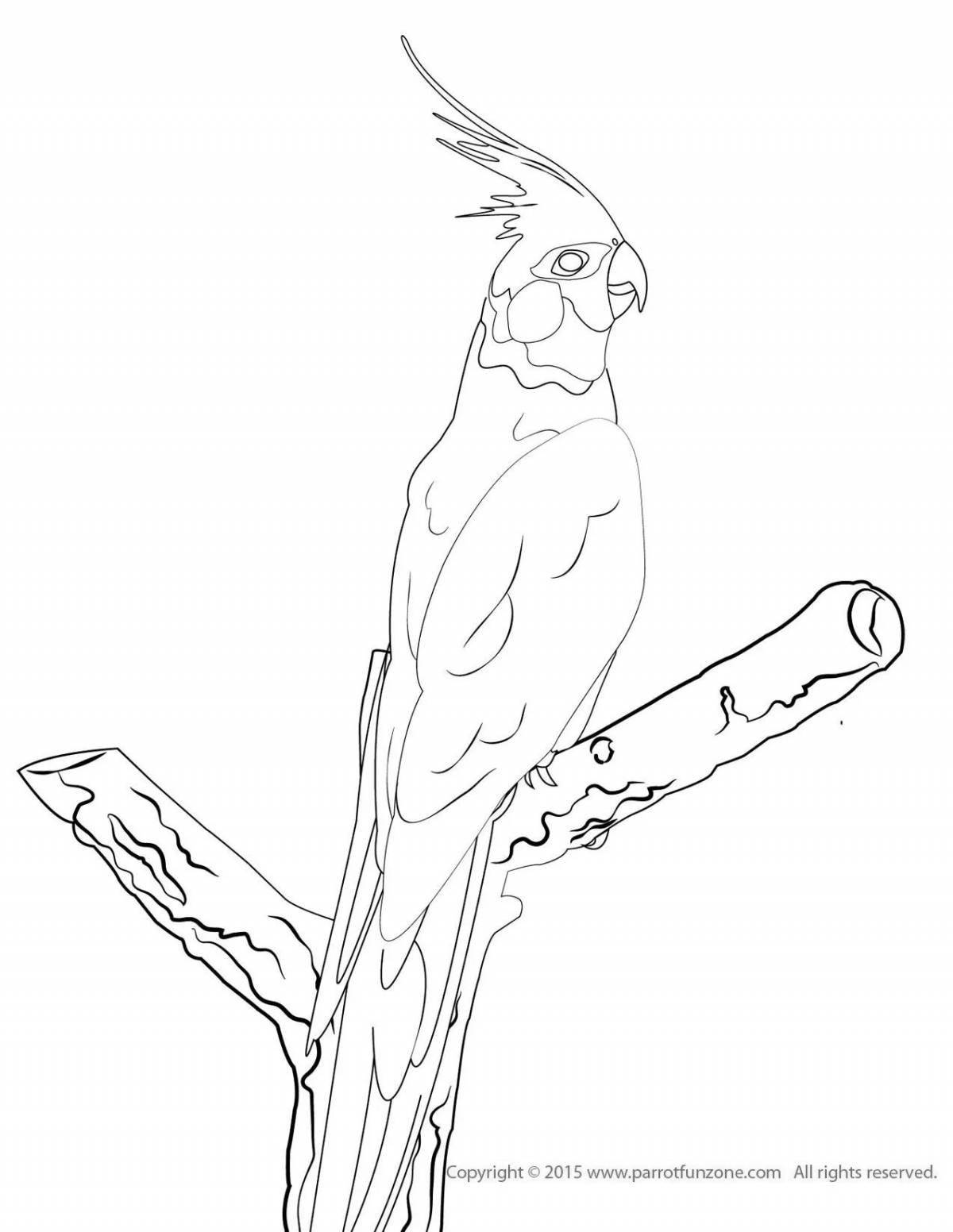 Coloring page adorable parrot