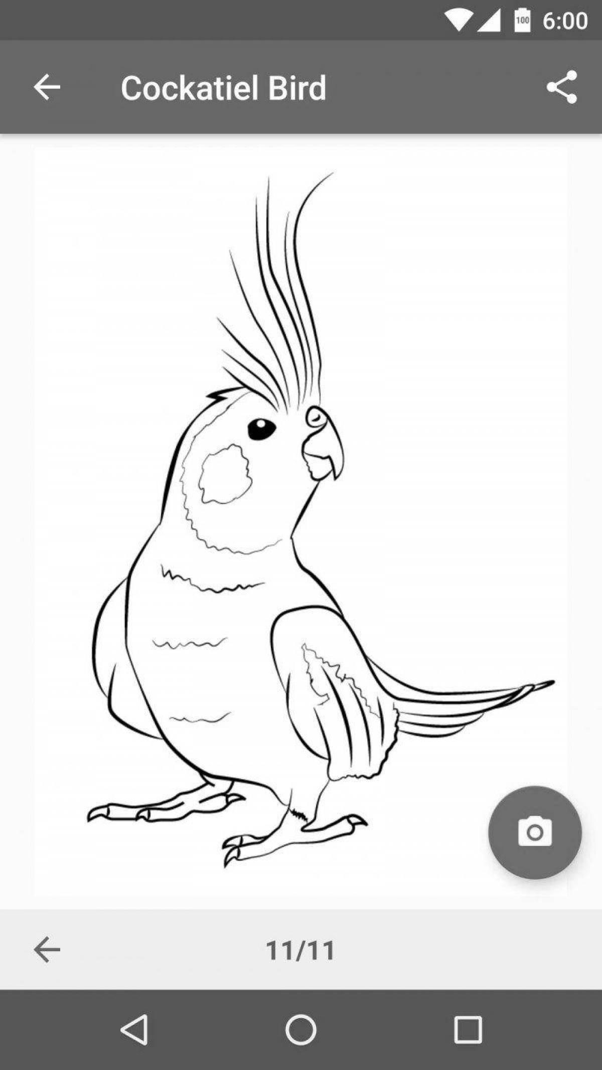 Раскраска забавный попугай