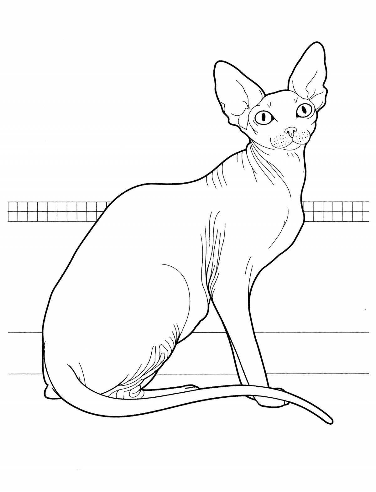 Amazing cat breed coloring book