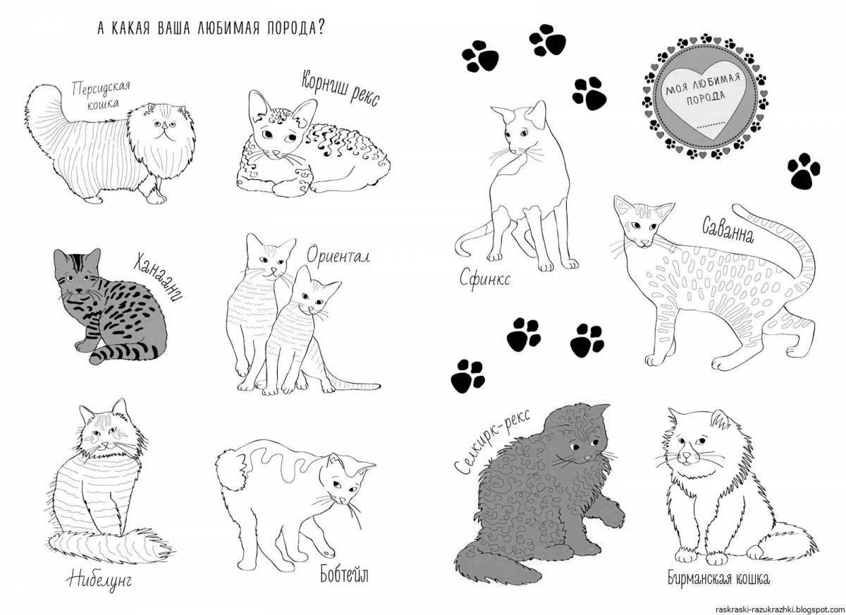 Silky cat breed coloring book