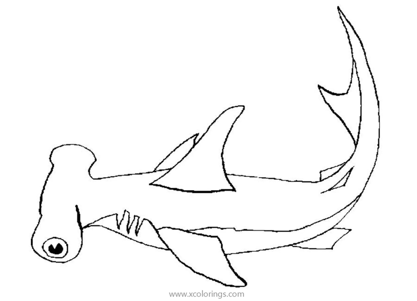 Shiny hammerhead coloring page