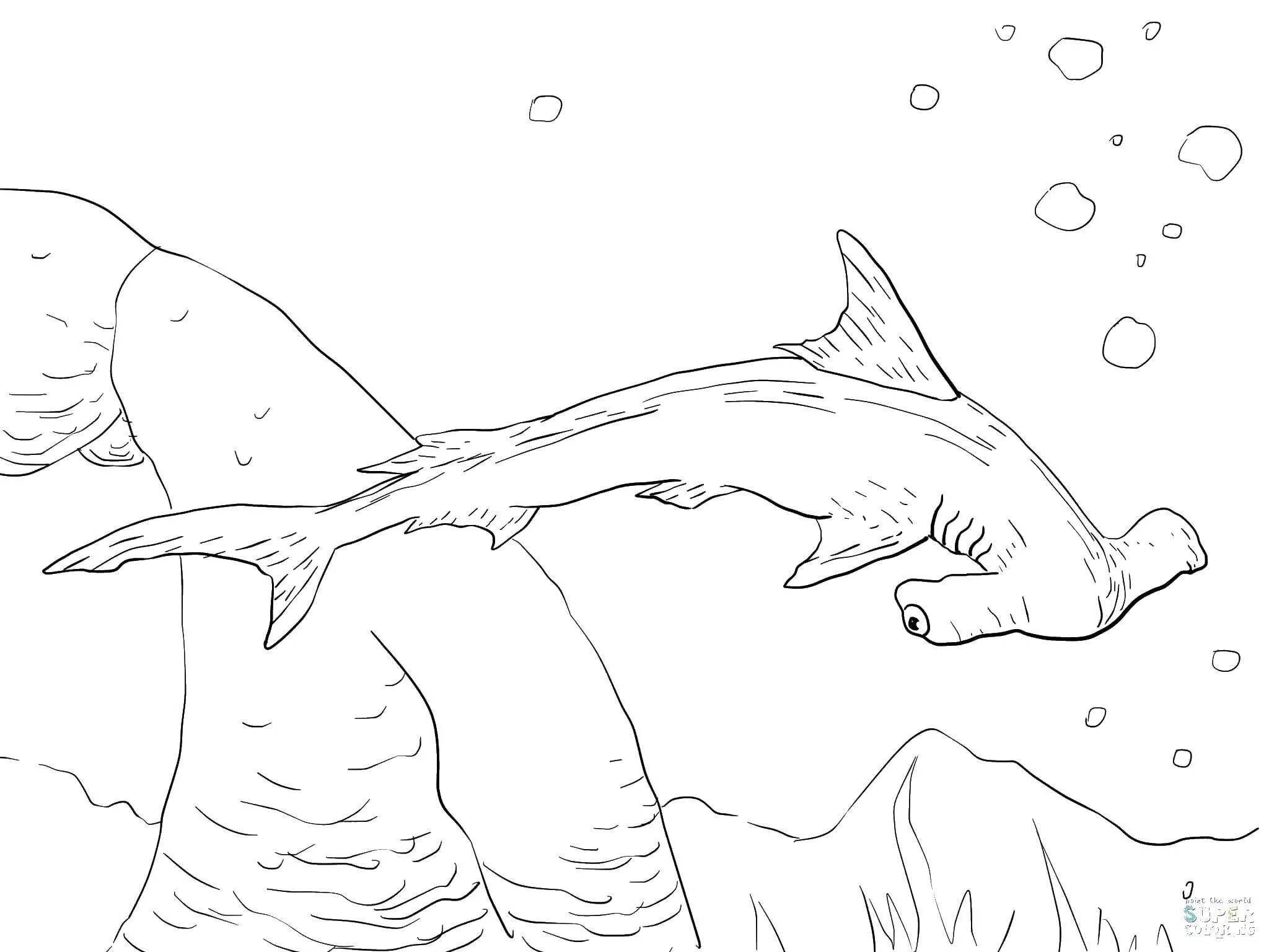 Gorgeous hammerhead coloring page