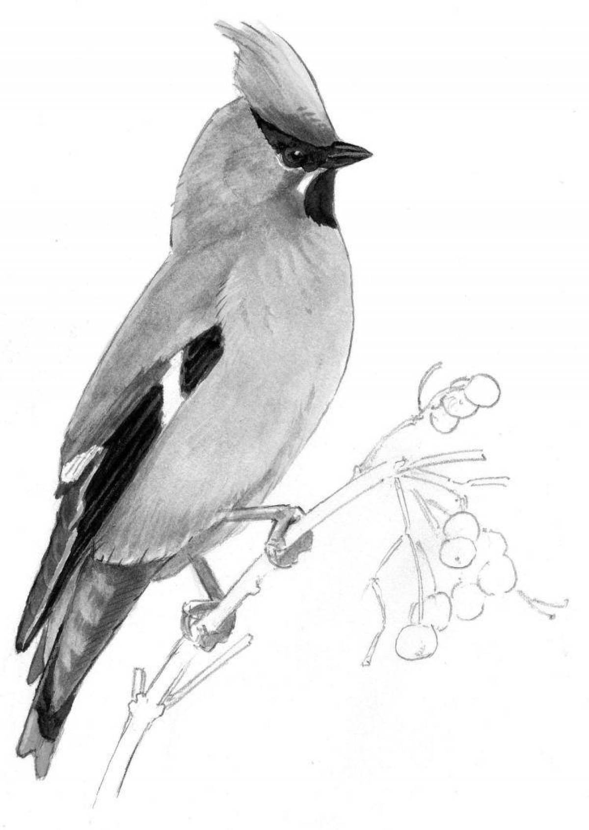 Coloring book bright waxwing