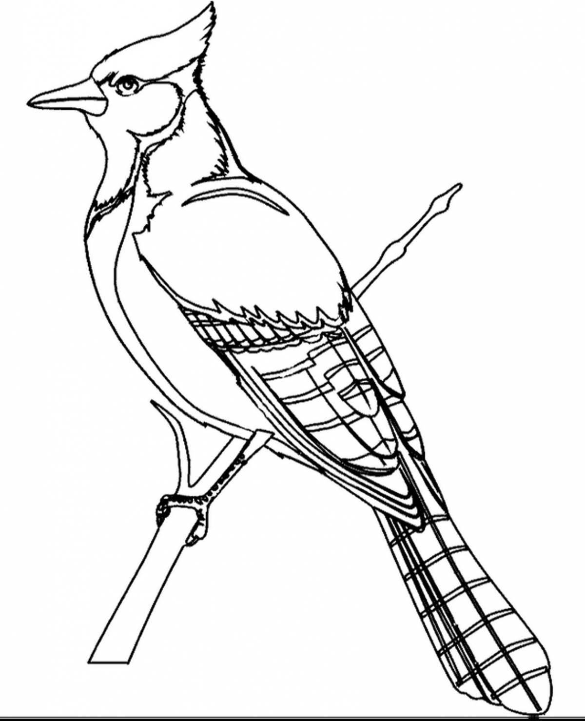 Brightly colored waxwing coloring page