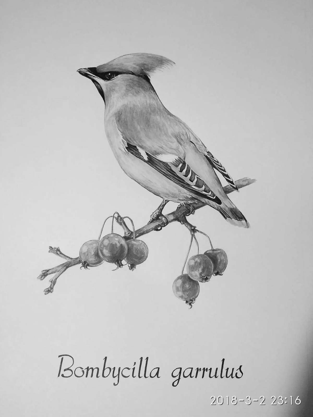 Coloring book brightly colored waxwing
