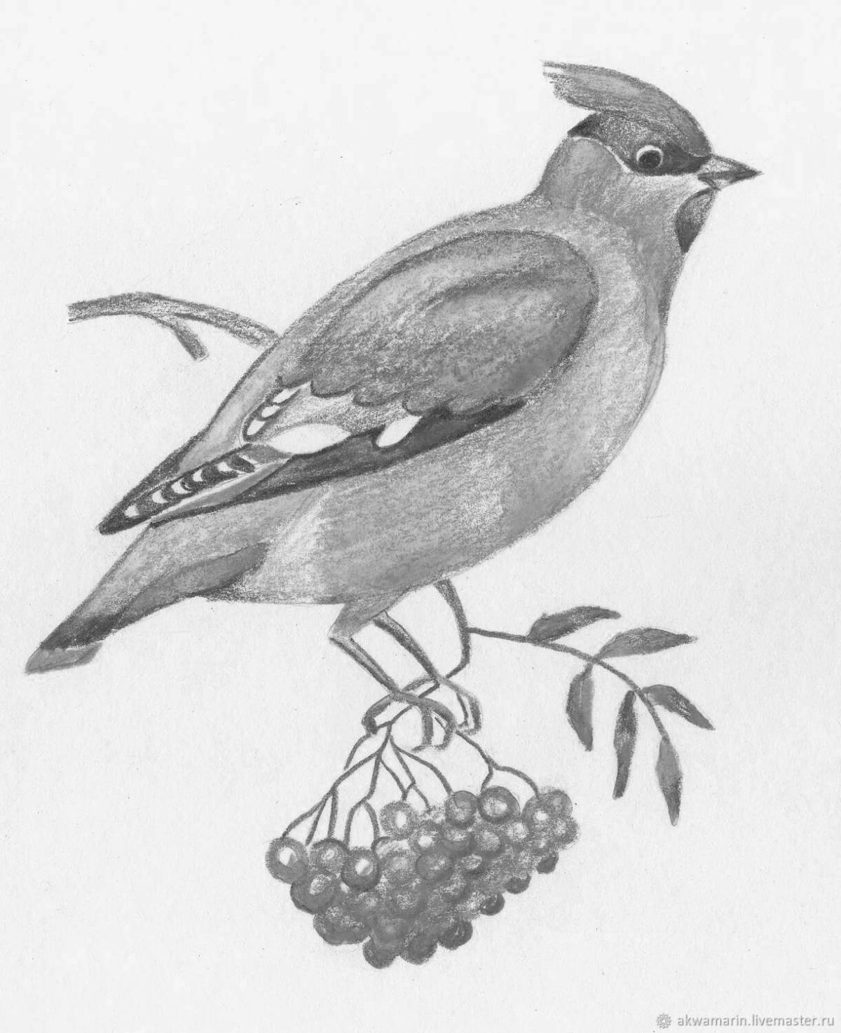 Attractive waxwing coloring page