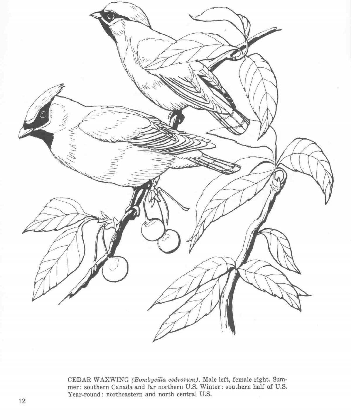 Exquisitely colored waxwing coloring page