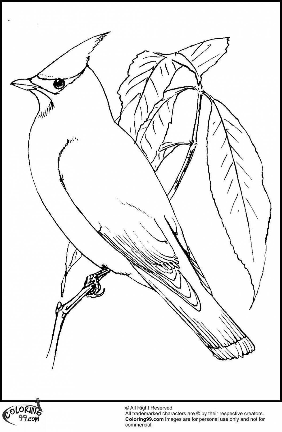 Radiant waxwing coloring page
