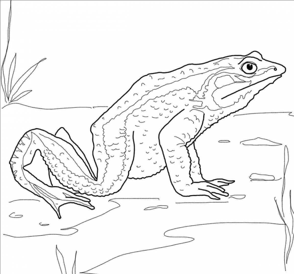 Colorful frog coloring page