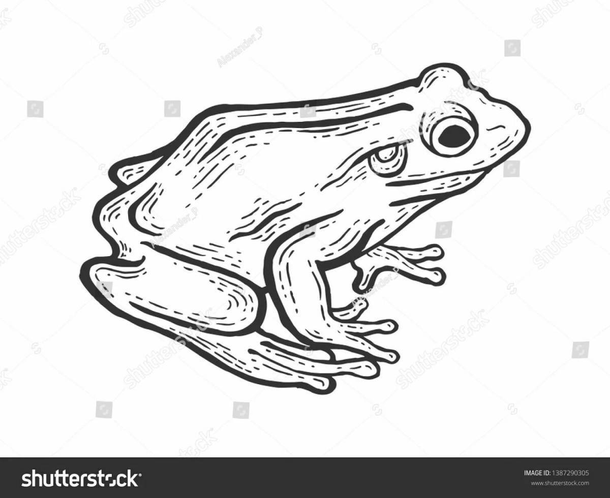 Exquisite frog coloring
