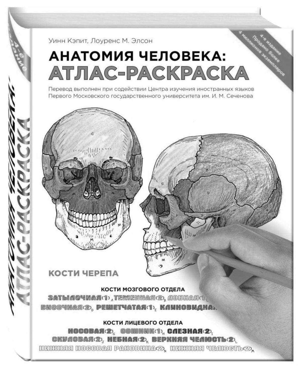 Атлас раскраска неттера. Атлас раскраска неттера