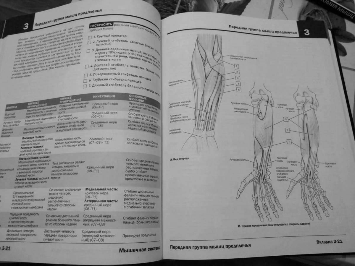 Impressive netter anatomy coloring book