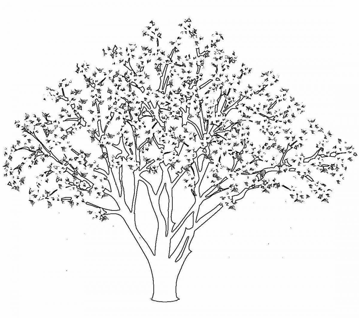Черёмуха дерево рисунок