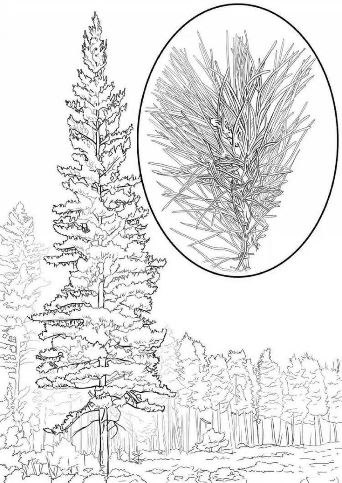 Photo Coloring bright coniferous plants