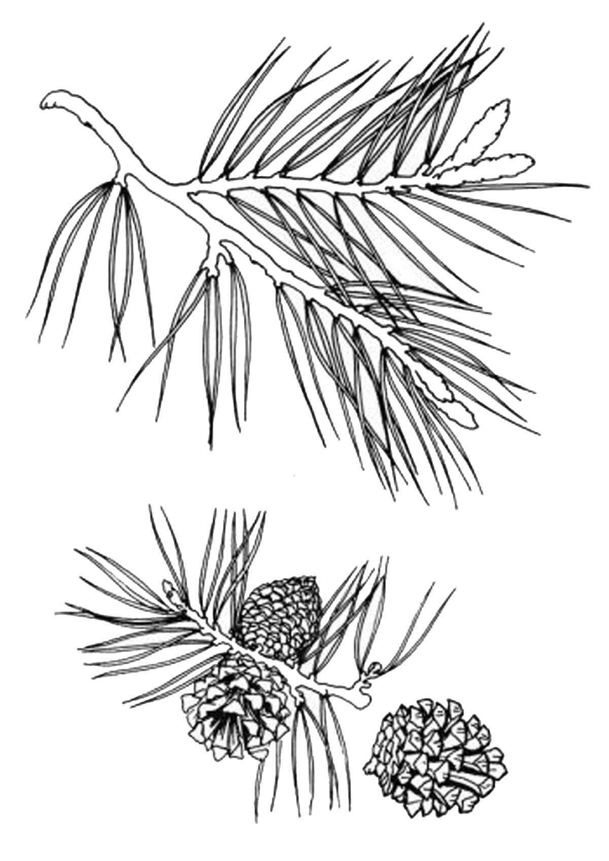 Coloring page holiday coniferous plants