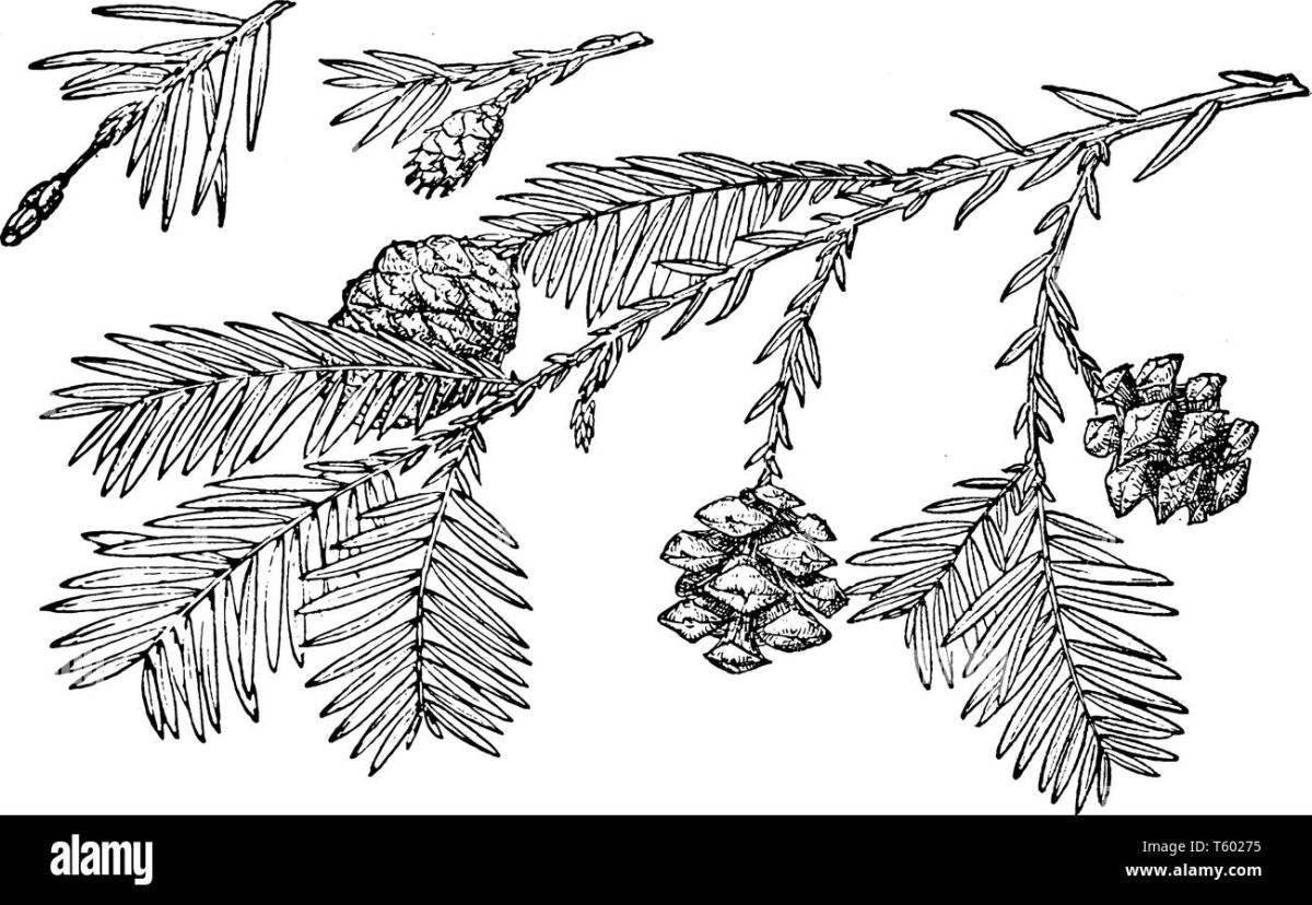 Coloring book glowing coniferous plants