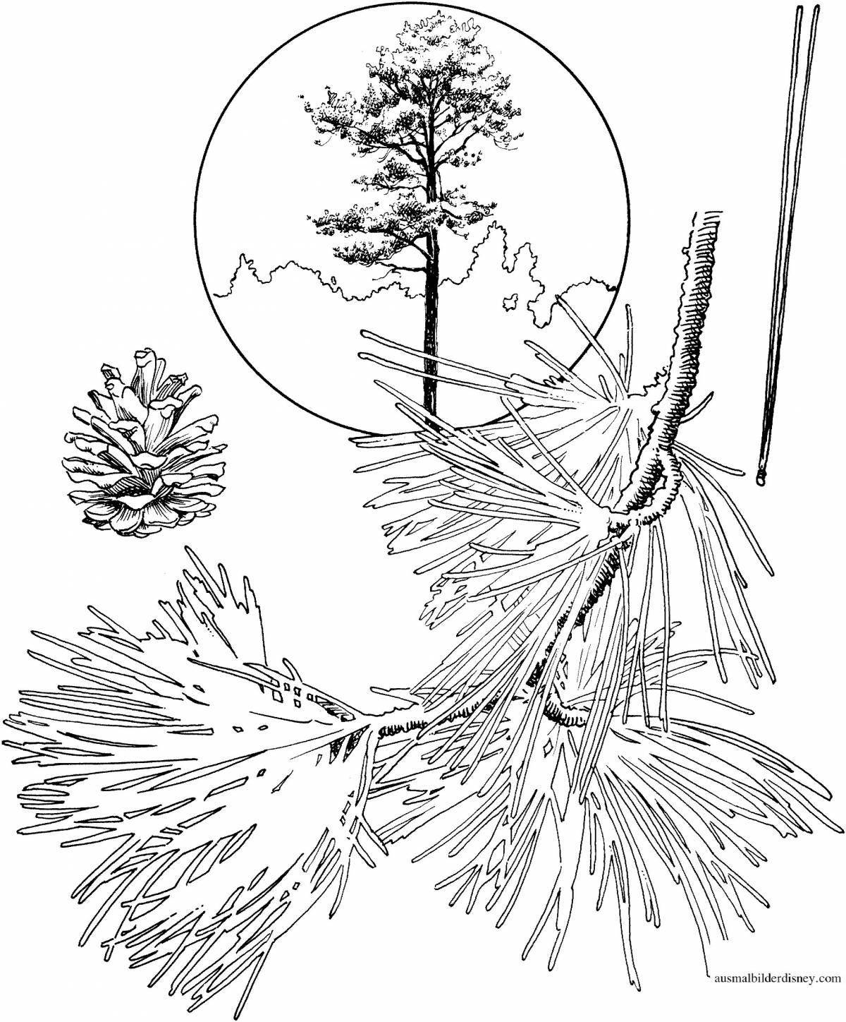 Coloring page alluring coniferous plants