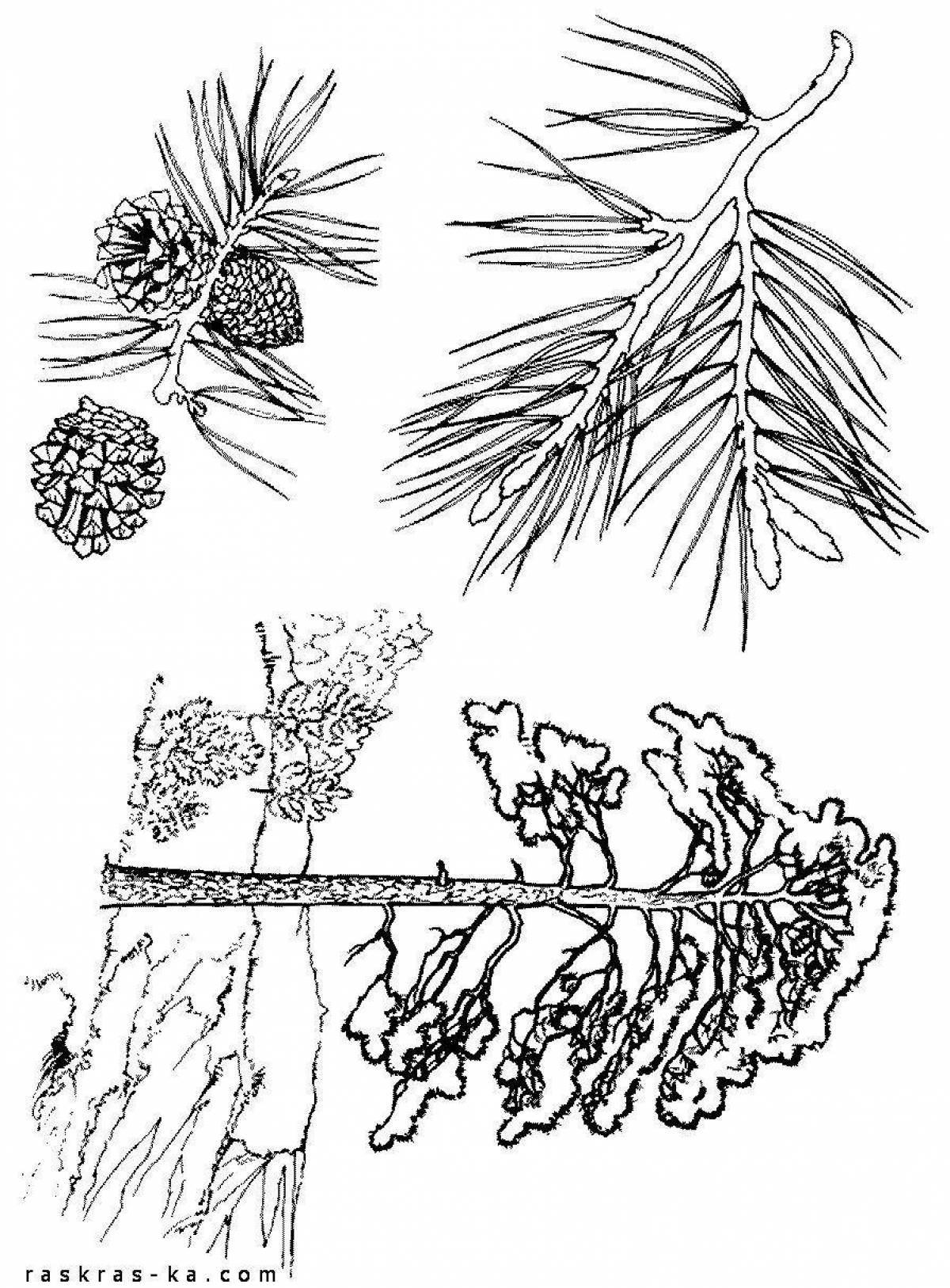 Coniferous plants coloring page