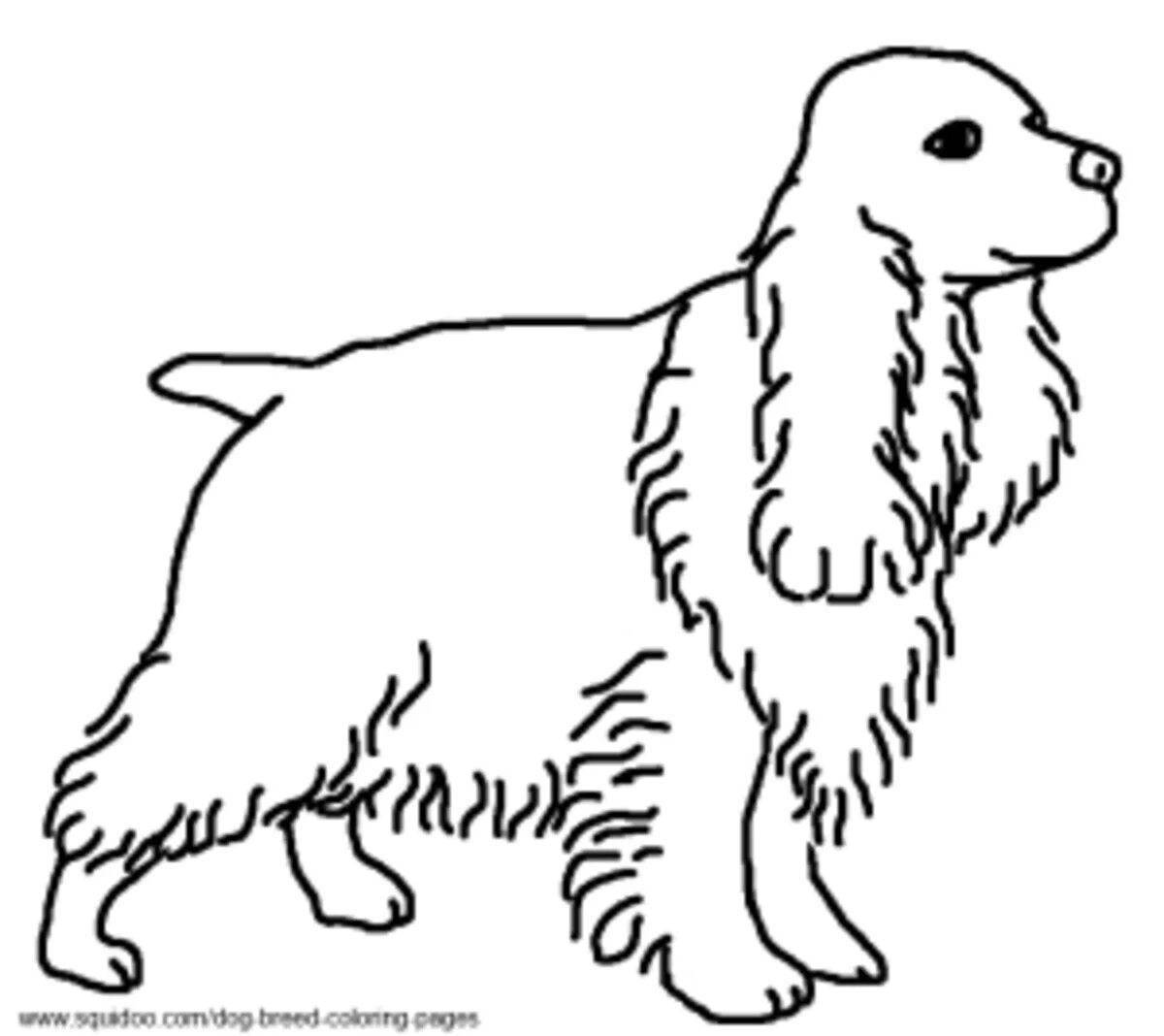 Раскраска симпатичная собака-спаниель