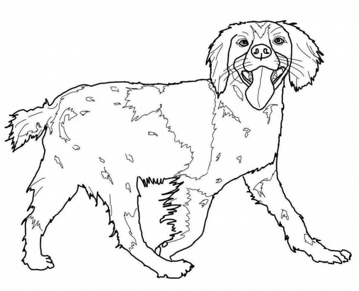 Coloring fluffy spaniel