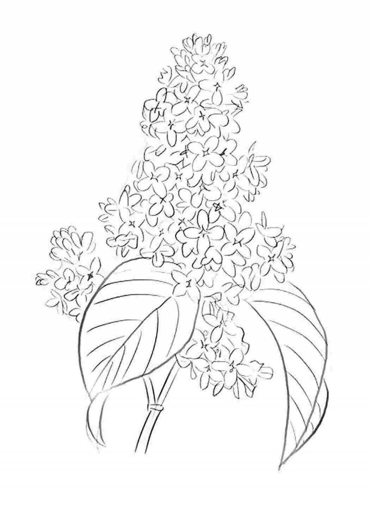 Coloring book inviting lilac branch