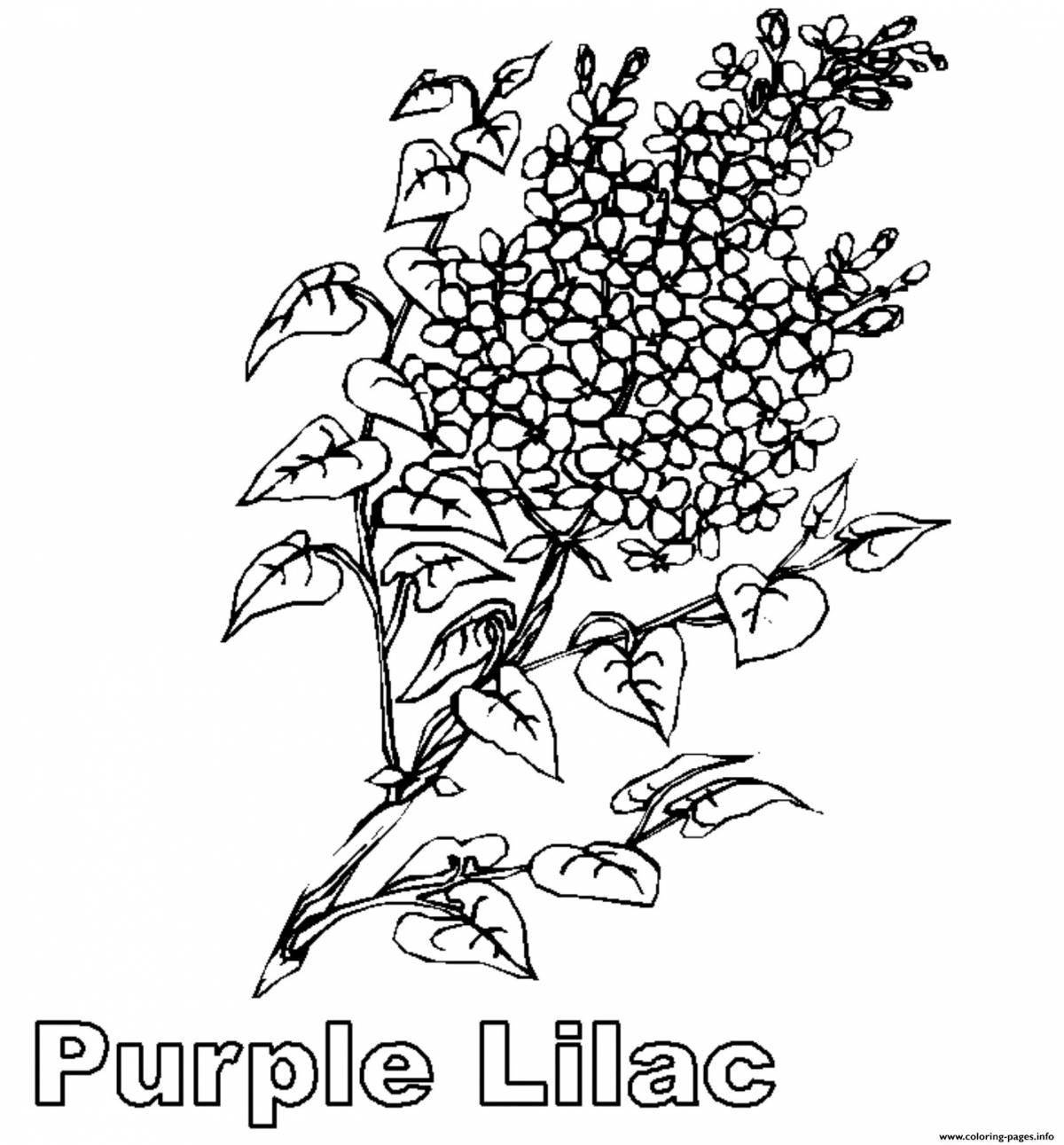 Coloring cute lilac branch