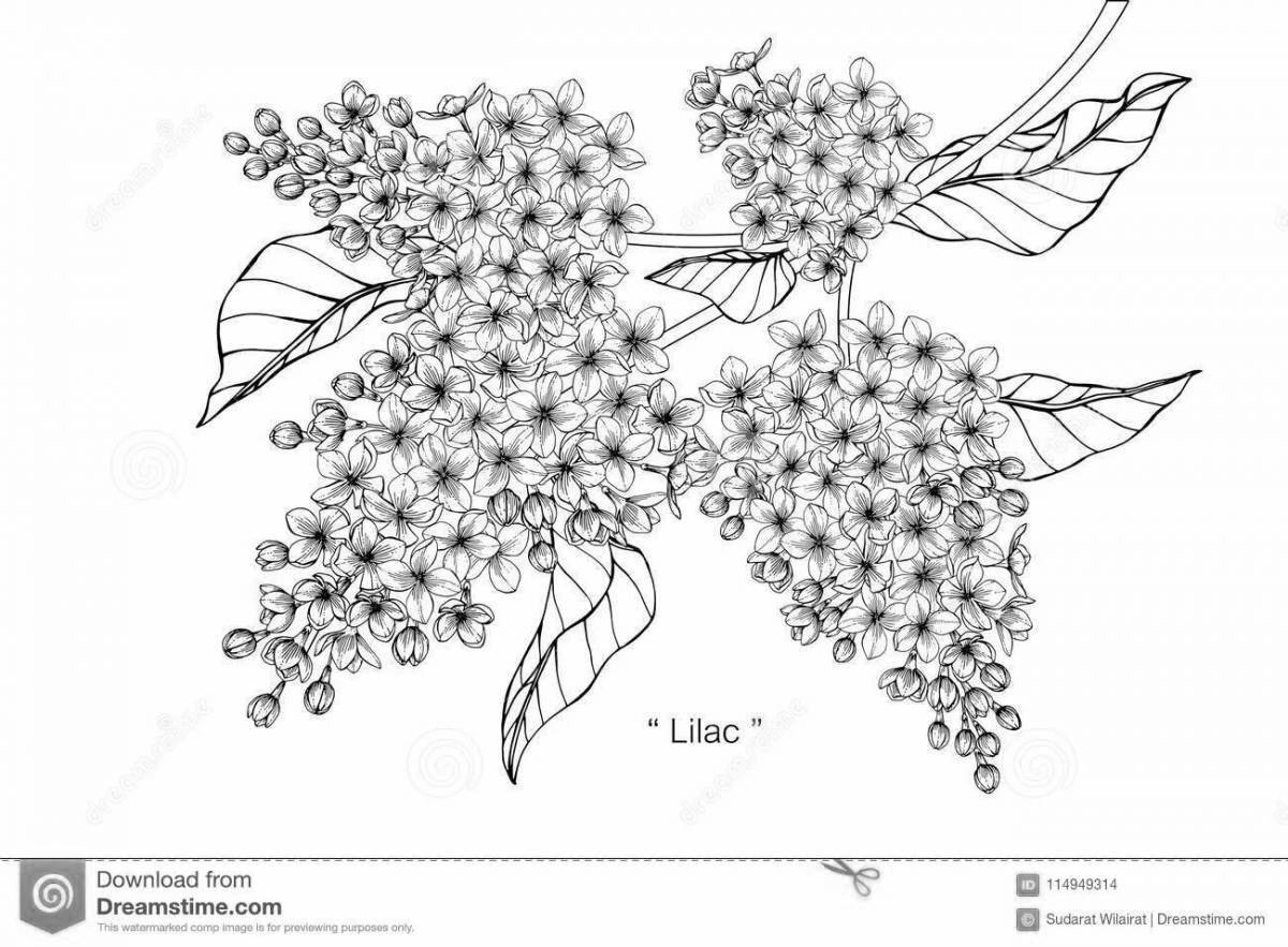 Coloring page beautiful lilac branch