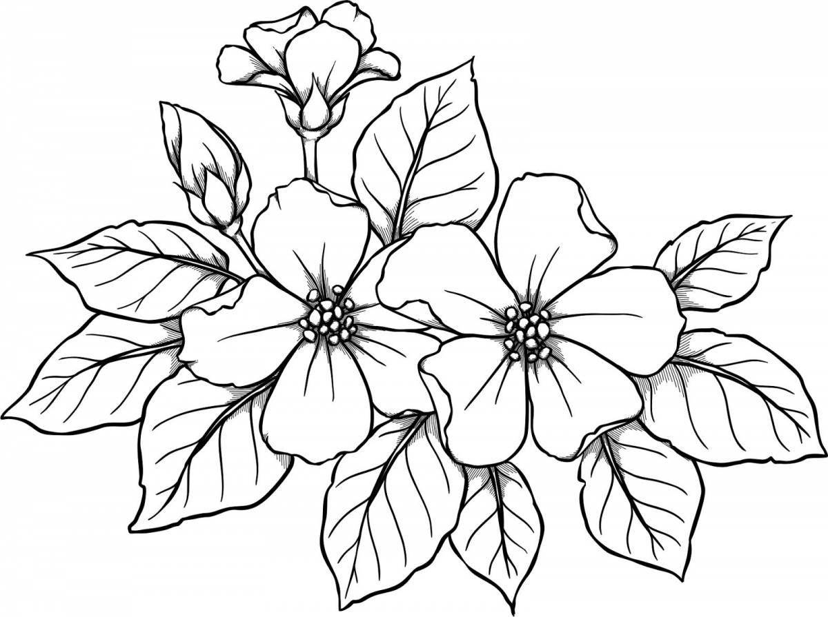 Раскраска величественный цветок жасмина