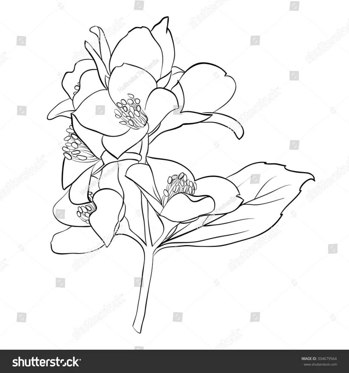Coloring book exquisite jasmine flower