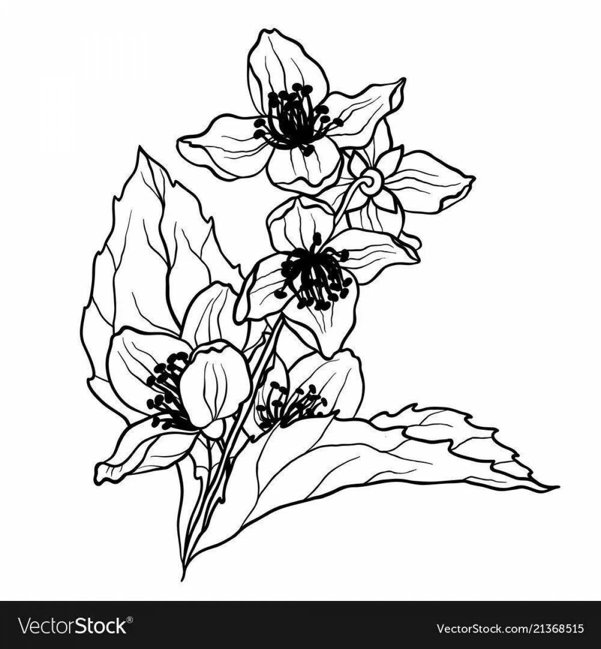 Раскраска экзотический цветок жасмина