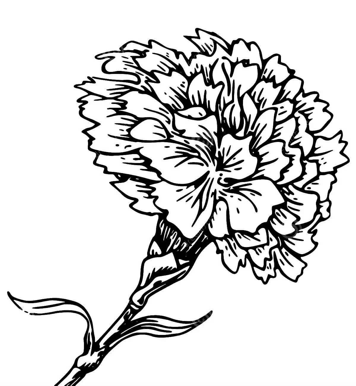 Coloring page delightful bouquet of carnations