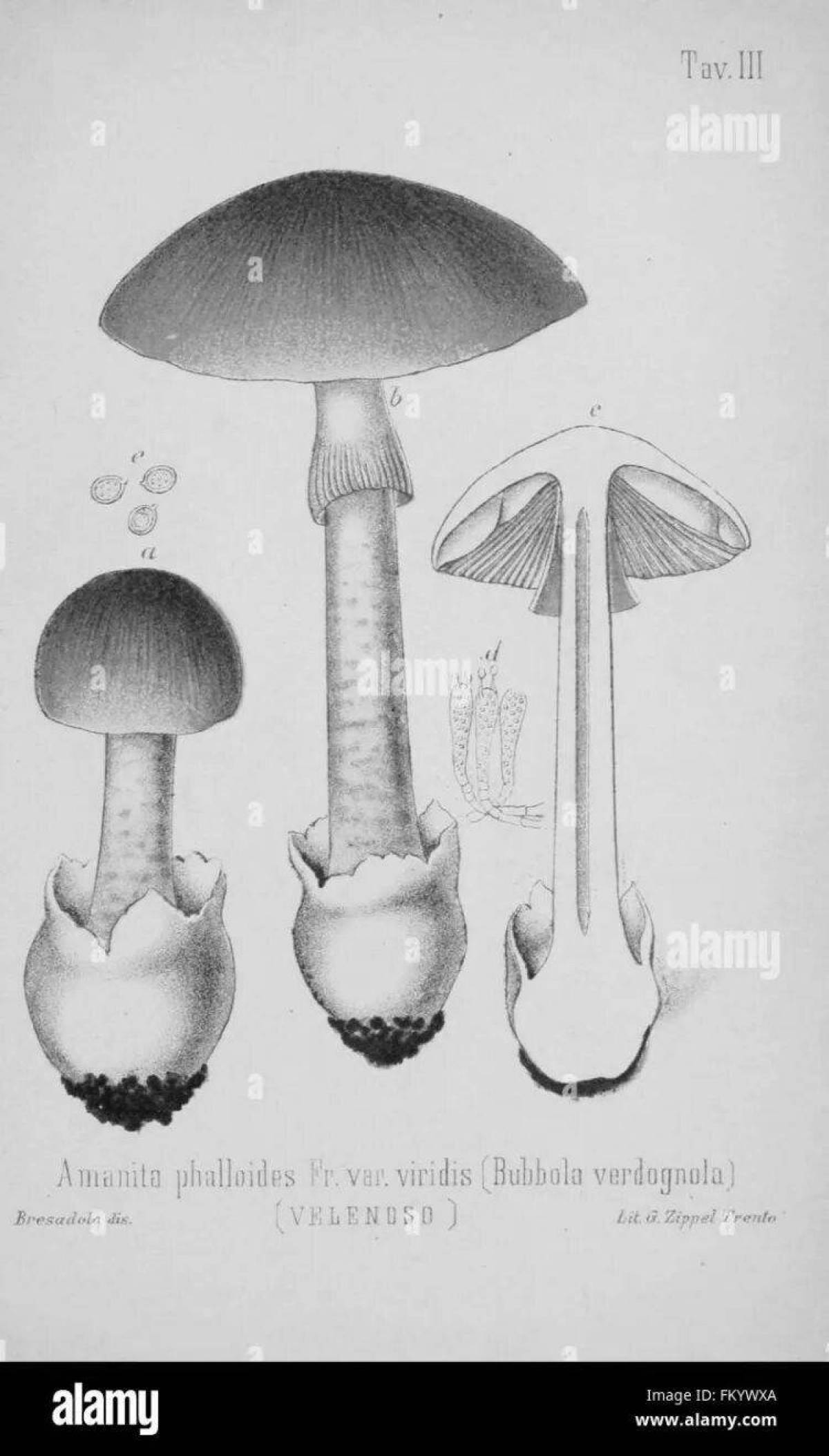 Painting death cap coloring page